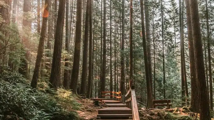 Lynn Canyon, North Vancouver