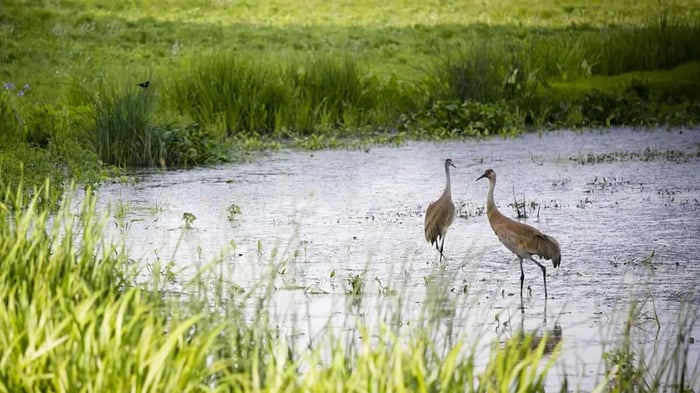 two birds in Deer Grove Forest preserve near Palatine, IL