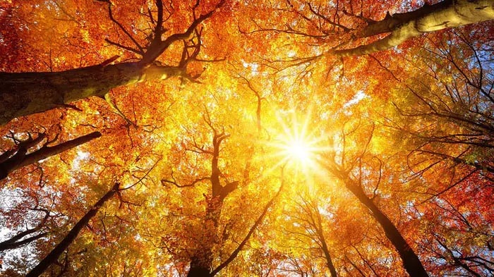 Fall Colors