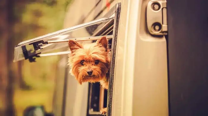 Small terrier enjoying RV