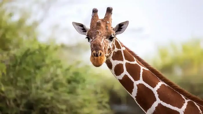 Ellen Trout Zoo