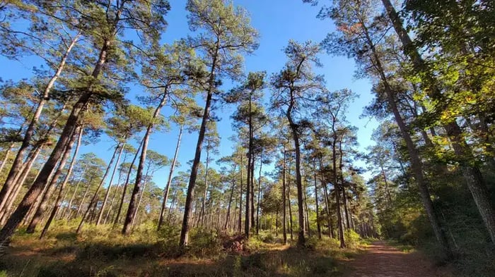 W.G. Jones State Forest