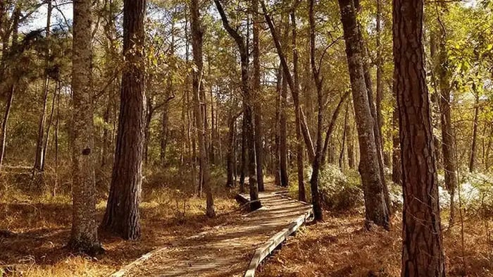Sam Houston National Forest