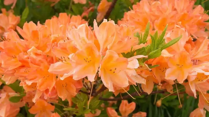 Blooming Azaleas in Nacogdoches, TX