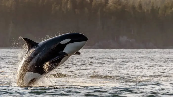 Whale Watching