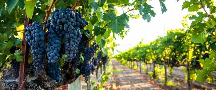 MMSP-23-LWYH-Jasper-Vineyard-1024x427.jpg